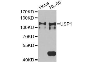 Western blot analysis of extracts of various cell lines, using USP1 Antibody (ABIN2560687) at 1:1000 dilution.