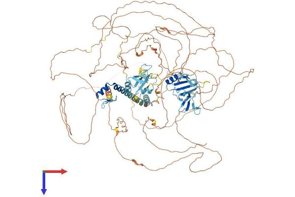 RBM6 Protein (AA 1-1123) (His tag)