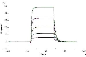 Human B7-H7, hFc Tag captured on CM5 Chip via Protein A can bind Biotinylated Human KIR3DL3, His-Avi Tag with an affinity constant of 0.