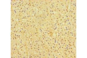 Immunohistochemistry of paraffin-embedded human adrenal gland tissue using ABIN7172650 at dilution of 1:100 (SP6 Antikörper  (AA 101-376))