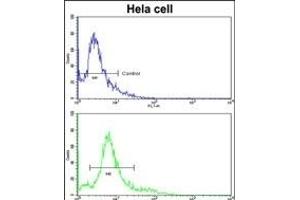 Flow cytometric analysis of hela cells using HMGCS1 Antibody (Center)(bottom histogram) compared to a negative control cell (top histogram).