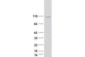 LEMD3 Protein (Transcript Variant 2) (Myc-DYKDDDDK Tag)