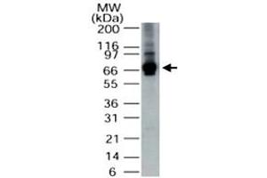 Western blot analysis of ALAS1 in HepG2 cell lysate. (ALAS1 Antikörper  (AA 480-530))