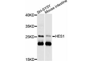 Western blot analysis of extracts of various cell lines, using HES1 antibody (ABIN5997890) at 1/1000 dilution. (HES1 Antikörper)