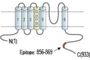 Representative domain view of the target of ABIN7043507.