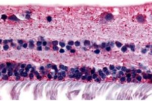 Anti-RGR antibody  ABIN1049289 IHC staining of human retina. (RGR Antikörper  (Extracellular Domain))