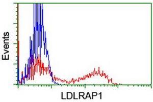 HEK293T cells transfected with either RC206643 overexpress plasmid (Red) or empty vector control plasmid (Blue) were immunostained by anti-LDLRAP1 antibody (ABIN2455237), and then analyzed by flow cytometry. (LDLRAP1 Antikörper)