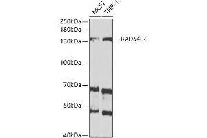 Western blot analysis of extracts of various cell lines, using RL2 antibody (ABIN6132939, ABIN6146652, ABIN6146654 and ABIN6221748) at 1:1000 dilution. (ARIP4 Antikörper  (AA 1178-1467))