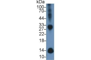 Detection of b2M in Mouse Spleen lysate using Polyclonal Antibody to Beta-2-Microglobulin (b2M) (beta-2 Microglobulin Antikörper  (AA 22-119))