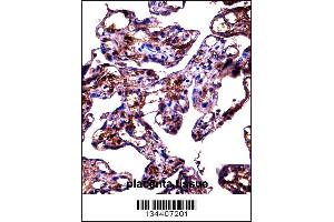 FBLN1 Antibody immunohistochemistry analysis in formalin fixed and paraffin embedded human placenta tissue followed by peroxidase conjugation of the secondary antibody and DAB staining.