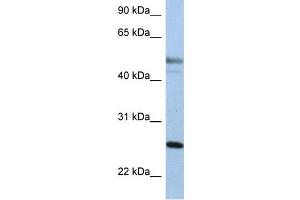 Western Blotting (WB) image for anti-Keratin 8 (KRT8) (Middle Region) antibody (ABIN2777113)