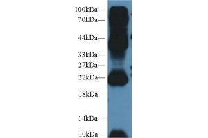 Western Blot; Sample: Mouse Testis lysate; Primary Ab: 2µg/ml Rabbit Anti-Human AGR2 Antibody Second Ab: 0.