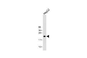 Anti-ID1 Antibody (Center) at 1:1000 dilution + HepG2 whole cell lysate Lysates/proteins at 20 μg per lane. (ID1 Antikörper  (AA 66-93))