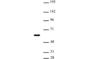 PRMT2 antibody (pAb) tested by Western blot. (PRMT2 Antikörper  (N-Term))