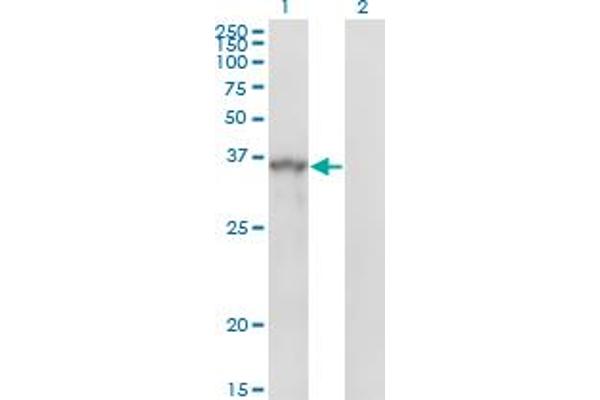 SPRY1 Antikörper  (AA 1-110)