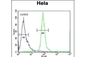 ESCO2 Antibody (Center) (ABIN654674 and ABIN2844369) flow cytometric analysis of Hela cells (right histogram) compared to a negative control cell (left histogram). (ESCO2 Antikörper  (AA 132-161))