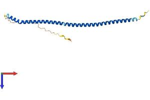 Pallidin Protein (AA 1-172) (His tag)