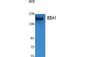 Western Blotting (WB) image for anti-Early Endosome Antigen 1 (EEA1) (N-Term) antibody (ABIN3178062) (EEA1 Antikörper  (N-Term))