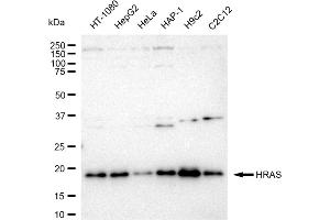 Western blotting analysis using HRAS antibody (ABIN7799002). (Rekombinanter HRAS Antikörper)
