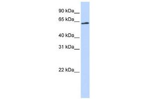 AIFM3 antibody used at 1 ug/ml to detect target protein. (AIFM3 Antikörper  (Middle Region))