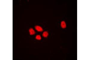 Immunofluorescent analysis of DLX3 staining in HEK293T cells.
