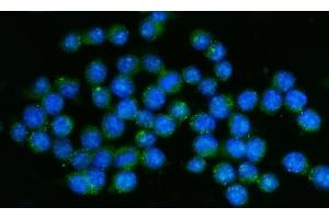 IF analysis of CD45/Ptprc using anti-CD45/Ptprc antibody (ABIN7600589).