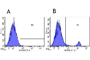 Flow-cytometry using anti-CD8beta antibody YTS 156. (Rekombinanter CD8B Antikörper)