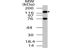 Image no. 1 for anti-Period Circadian Protein 2 (PER2) (AA 700-900) antibody (ABIN5027440) (PER2 Antikörper  (AA 700-900))
