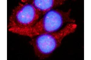 IF analysis of LAMTOR1 using anti-LAMTOR1 antibody (ABIN7601249).