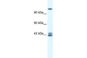 GRIN2C antibody used at 0. (GRIN2C Antikörper  (N-Term))