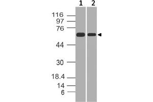 Image no. 1 for anti-Heterogeneous Nuclear Ribonucleoprotein K (HNRNPK) (AA 121-334) antibody (ABIN5027250) (HNRNPK Antikörper  (AA 121-334))