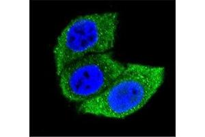 Confocal immunofluorescent analysis of HSPA1A antibody with HeLa cells followed by Alexa Fluor 488-conjugated goat anti-mouse lgG (green). (HSP70 1A Antikörper  (AA 574-600))
