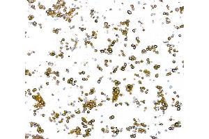 Immunocytochemistry (ICC) image for anti-Tubulin, beta 3 (TUBB3) (AA 400-450) antibody (ABIN7453957)