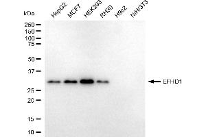 Western blotting analysis using EFHD1 antibody (ABIN7798424).