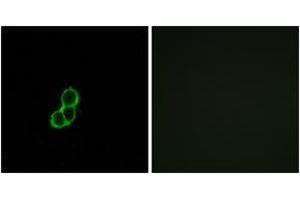 Immunofluorescence (IF) image for anti-Olfactory Receptor, Family 5, Subfamily T, Member 3 (OR5T3) (AA 86-135) antibody (ABIN1535941)