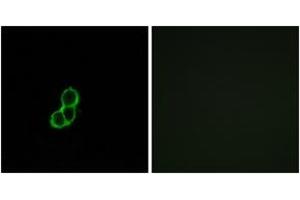 Immunofluorescence analysis of MCF7 cells, using OR5T3 Antibody. (OR5T3 Antikörper  (AA 86-135))
