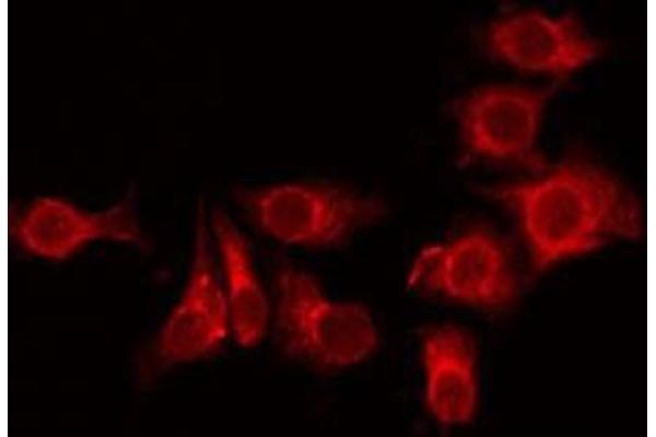 TMEM101 antibody  (Internal Region)
