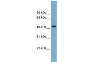 Image no. 1 for anti-Cell Division Cycle Associated 7-Like (CDCA7L) (C-Term) antibody (ABIN6744160) (CDCA7L Antikörper  (C-Term))