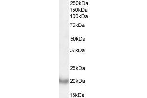 Western Blotting (WB) image for anti-Dynactin 3 (p22) (Dctn3) (Internal Region) antibody (ABIN571258)