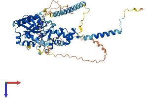 Nucleostemin Protein (AA 1-538) (His tag)