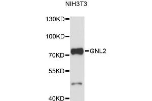 Western blot analysis of extracts of NIH/3T3 cells, using GNL2 antibody (ABIN6291696) at 1:3000 dilution. (GNL2 Antikörper)
