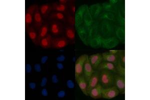 PCGF1 Mouse Monoclonal Antibody staining Hela cells by IF/ICC. (PCGF1 Antikörper)