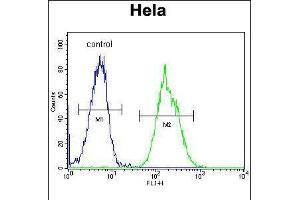 Flow cytometric analysis of Hela cells (right histogram) compared to a negative control cell (left histogram). (MAPRE1 Antikörper  (N-Term))