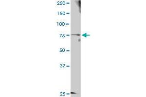 GTSE1 MaxPab rabbit polyclonal antibody. (GTSE1 Antikörper  (AA 1-720))