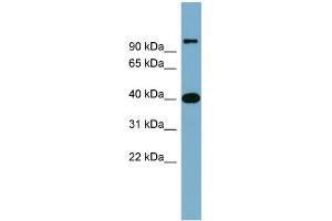 WB Suggested Anti-CCNDBP1 Antibody Titration: 0.