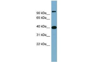 WB Suggested Anti-CCNDBP1 Antibody Titration: 0. (CCNDBP1 Antikörper  (Middle Region))