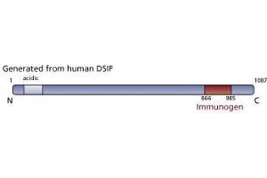 Image no. 1 for anti-CG7626 Gene Product From Transcript CG7626-RA (SPT5) (AA 866-985) antibody (ABIN968370) (CG7626 Gene Product From Transcript CG7626-RA (SPT5) (AA 866-985) Antikörper)