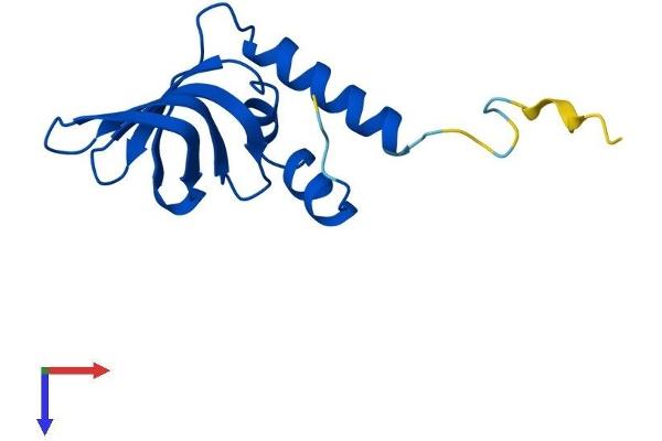 LSM10 Protein (AA 1-122) (His tag)