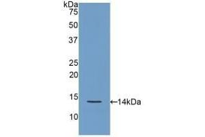 Detection of Recombinant REG3g, Rat using Polyclonal Antibody to Regenerating Islet Derived Protein 3 Gamma (REG3g) (REG3g Antikörper  (AA 33-147))