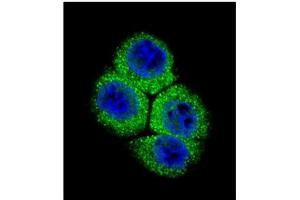 Image no. 1 for anti-Apurinic/Apyrimidinic Endonuclease 1 (APEX1) (AA 40-70), (N-Term) antibody (ABIN358027) (APEX1 Antikörper  (N-Term))